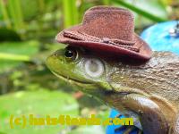 /home//u458753944/public_html/sourcegallery///////Frogs/More bullfrogs/P9060129.JPG